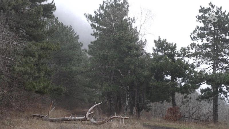 В ставропольских лесополосах начали весеннюю оздоровительную чистку