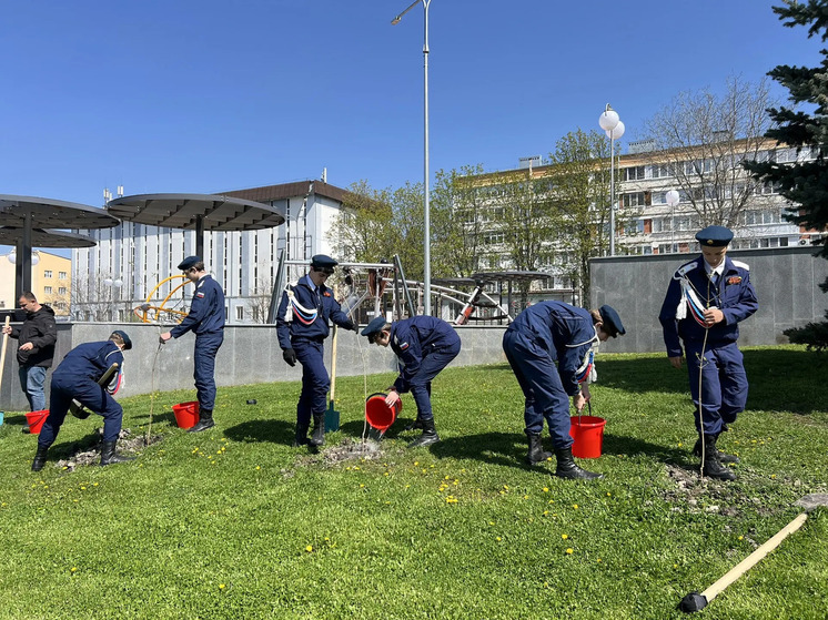 В Железноводске в рамках акции «Сад Памяти» высадили молодые клёны вдоль Аллеи Любви