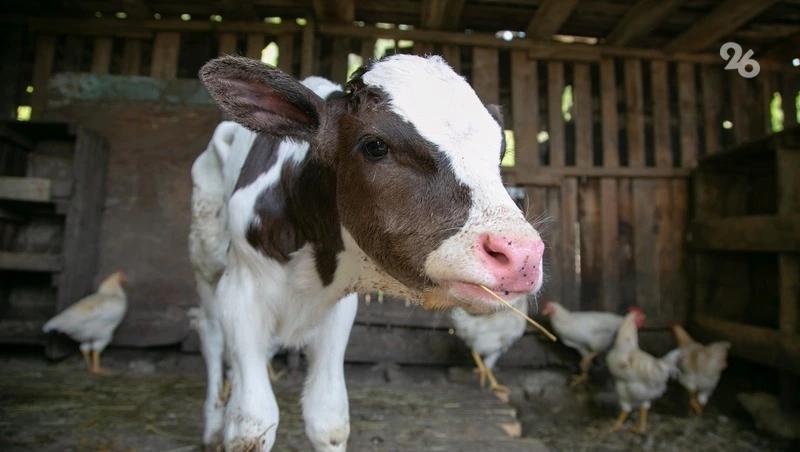 Водитель в Дагестане спас упавшего в ледяную воду телёнка