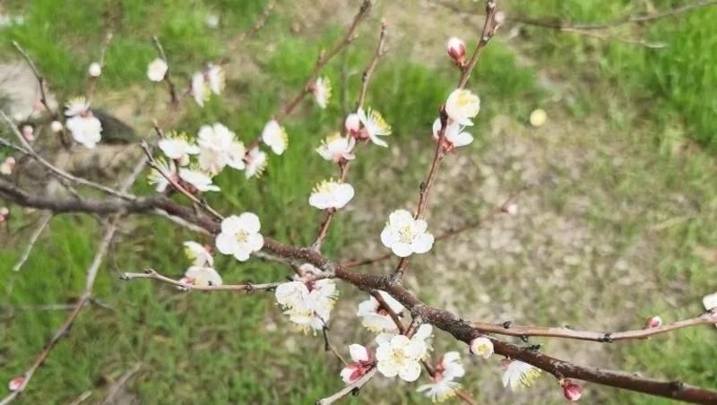 Заморозки не отразились на завязи плодовых деревьев на Ставрополье