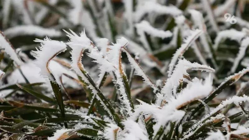 Заморозки продлятся на Ставрополье до 26 апреля и могут повредить урожай