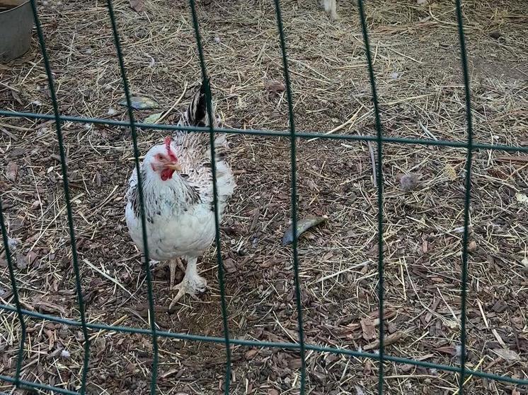 Житель Осетии украл у соседа кур и гусей