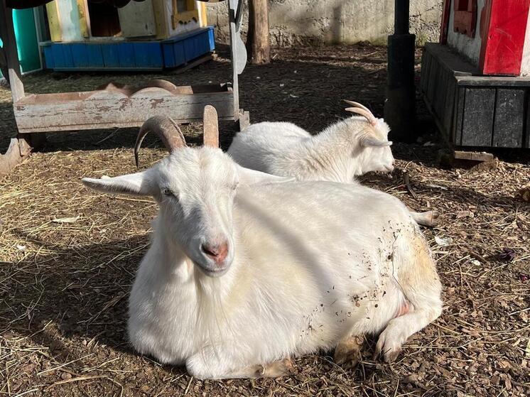 Жительницу Владикавказа заметили на прогулке с козой в центре города