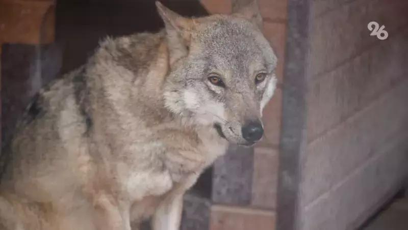 Зоозащитники Ставрополья лечат волка, сбитого на дороге в Карачаево-Черкесии&nbsp;