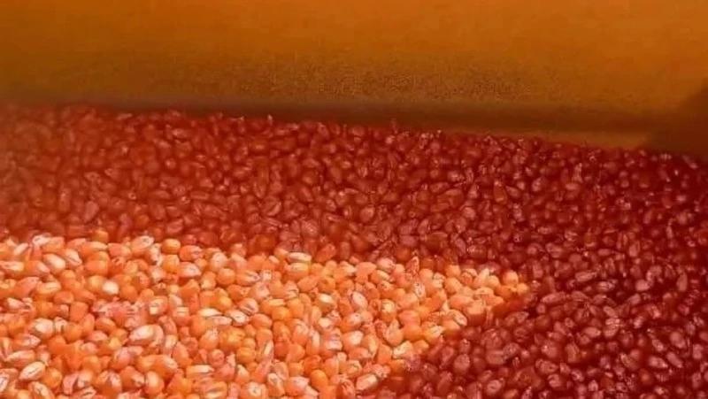 Аграрии Ставрополья завершили половину посевных работ по кукурузе