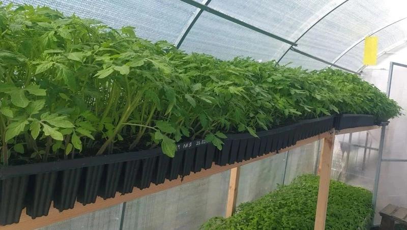 Для раннего урожая овощей на Ставрополье готовы свыше 3,7 млн единиц рассады
