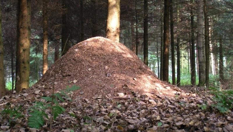 На Кубани изучили редкий вид муравьёв, живущий в колонии с несколькими матками