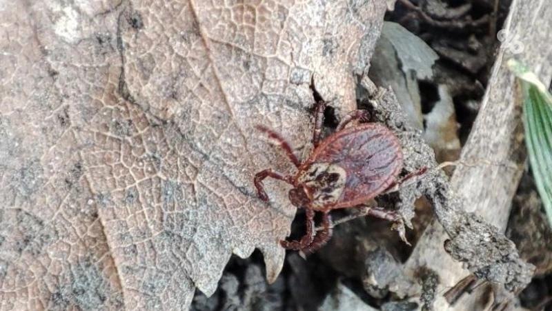 На Ставрополье за неделю клещи покусали почти 120 человек
