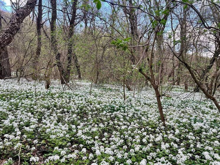 На Ставрополье за неделю с укусами клещей обратились более 300 человек