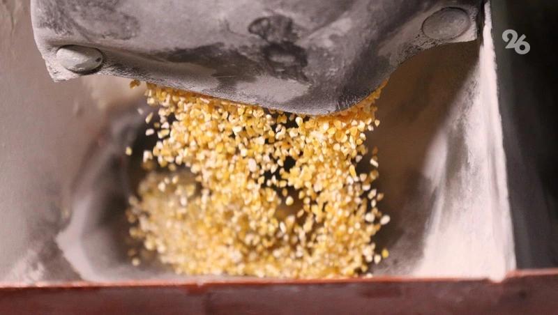 Предгорный округ расширил посевные площади под кукурузу до 16 тыс. га