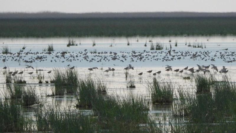Самое крупное в России скопление мигрирующих куликов наблюдают в Дагестане
