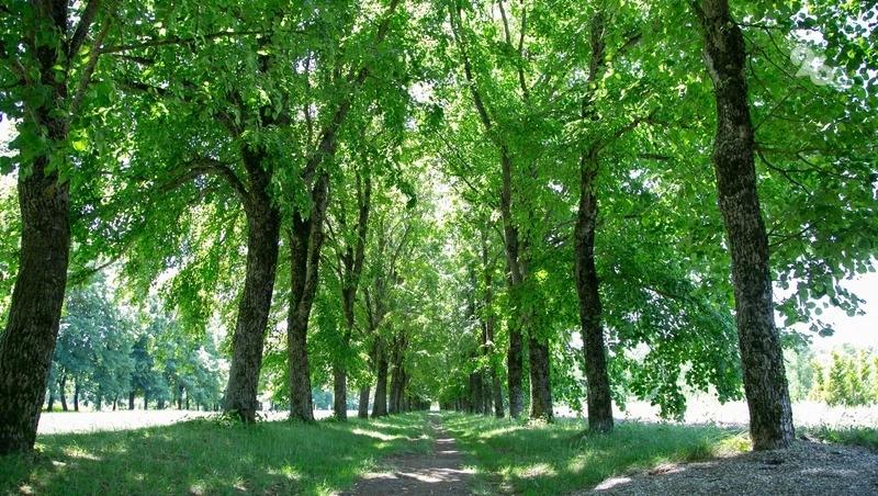 В двух округах Ставрополья заложили 5 гектаров леса