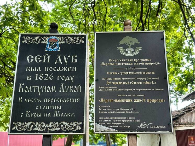 В Кировском округе Ставрополья благоустроят территорию у дуба-памятника