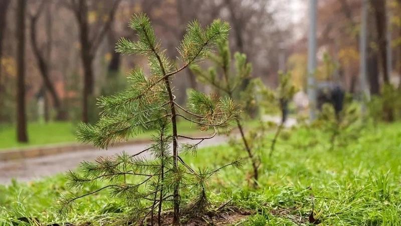 Весенние работы по лесовосстановлению завершили в Предгорном округе