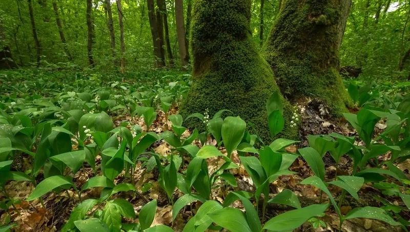 За сорванный на Ставрополье краснокнижный ландыш грозит штраф до 5 тыс. рублей